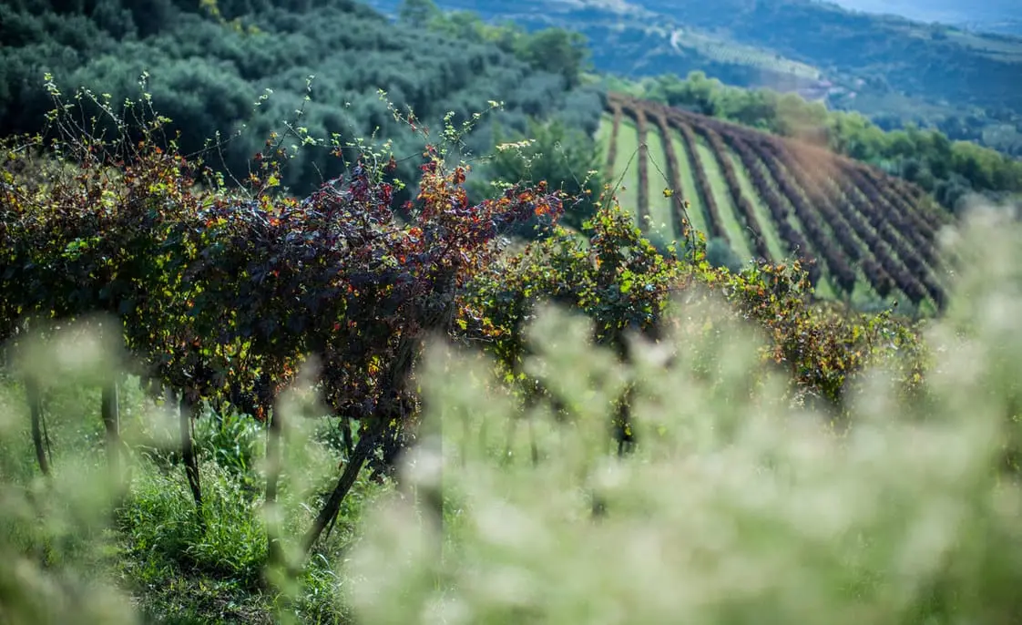 Vineyard