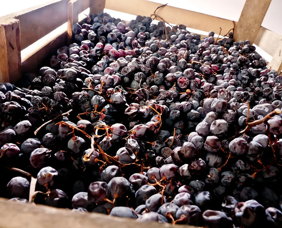 Drying grapes