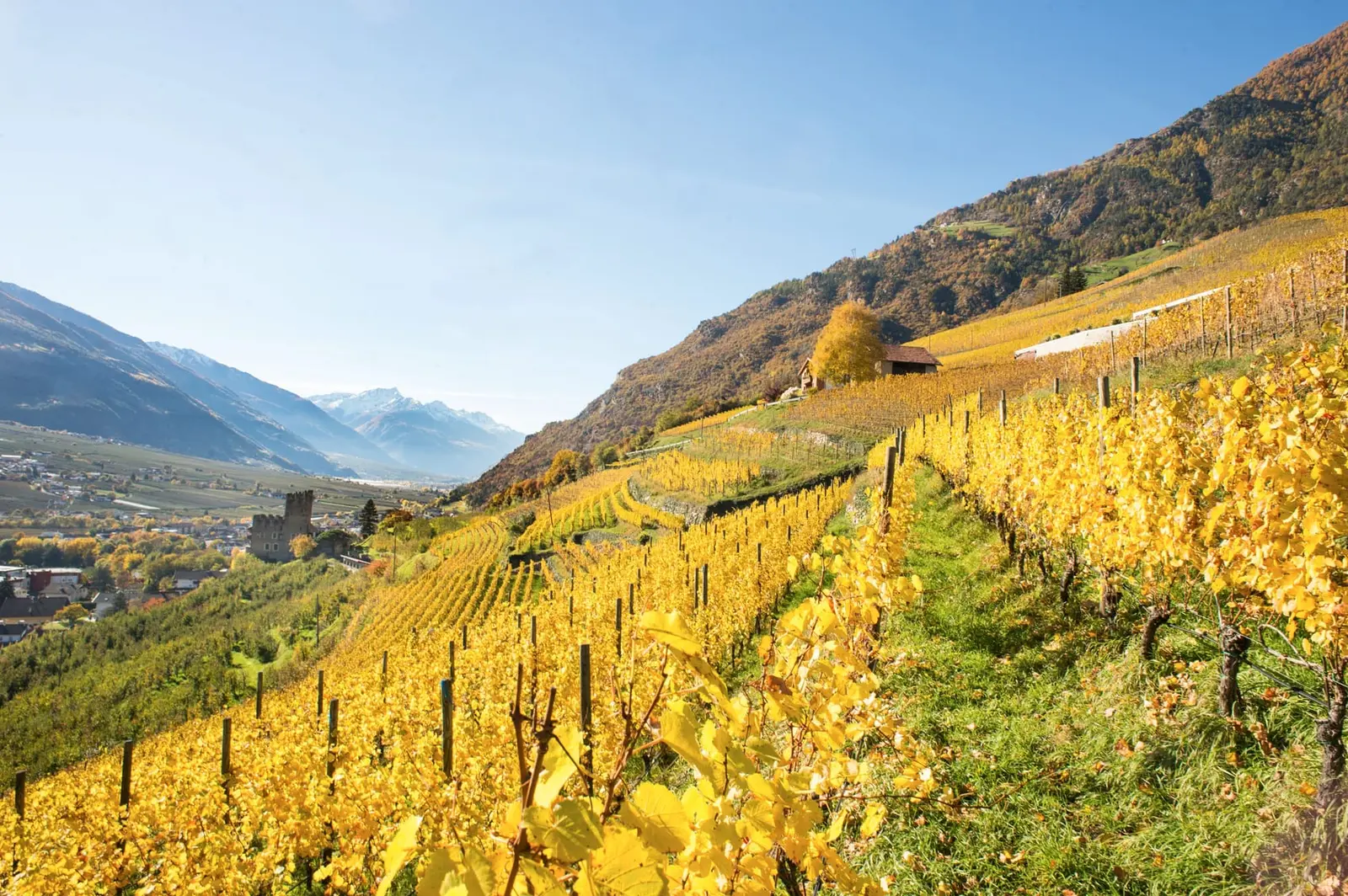 Vineyard in autumn